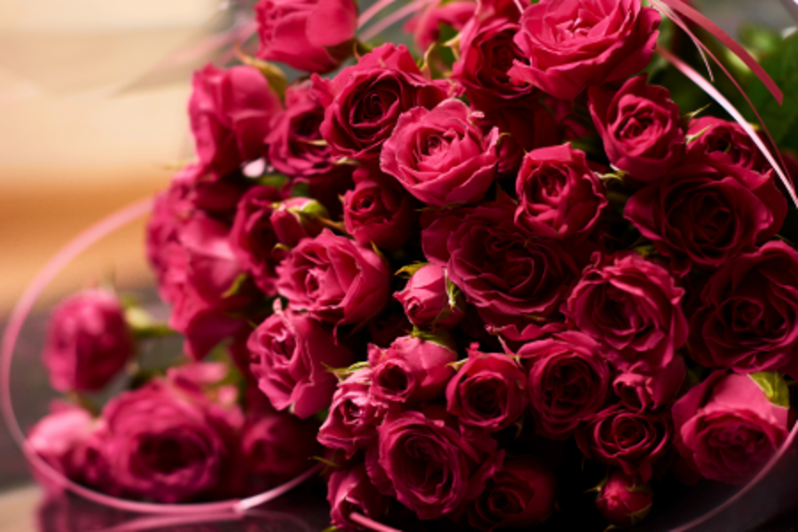 Dark Pink Roses: The Bold Language of Love on Valentine’s Day
